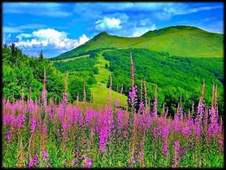 Magnificent Nature
