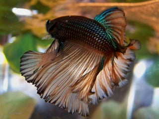 Simens Fish Magnificent Siamese Fighting Fish | PPSX