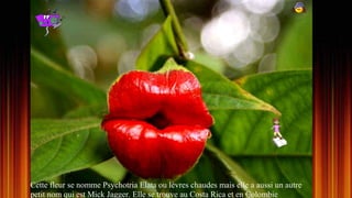 Cette fleur se nomme Psychotria Elata ou lèvres chaudes mais elle a aussi un autre
petit nom qui est Mick Jagger. Elle se trouve au Costa Rica et en Colombie
 