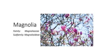 Magnolia
Family: Magnoliaceae
Subfamily: Magnolioideae
 