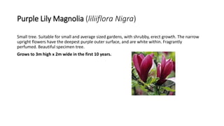 Purple Lily Magnolia (liliiflora Nigra)
Small tree. Suitable for small and average sized gardens, with shrubby, erect growth. The narrow
upright flowers have the deepest purple outer surface, and are white within. Fragrantly
perfumed. Beautiful specimen tree.
Grows to 3m high x 2m wide in the first 10 years.
 