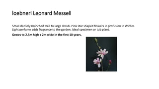 loebneri Leonard Messell
Small densely branched tree to large shrub. Pink star shaped flowers in profusion in Winter.
Light perfume adds fragrance to the garden. Ideal specimen or tub plant.
Grows to 2.5m high x 2m wide in the first 10 years.
 