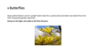 x Butterflies
Deep yellow flowers and an upright habit make this a particularly desirable new hybrid from the
USA. A beautiful garden specimen.
Grows to 3m high x 2m wide in the first 10 years.
 