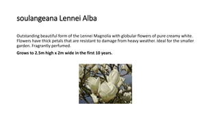 soulangeana Lennei Alba
Outstanding beautiful form of the Lennei Magnolia with globular flowers of pure creamy white.
Flowers have thick petals that are resistant to damage from heavy weather. Ideal for the smaller
garden. Fragrantly perfumed.
Grows to 2.5m high x 2m wide in the first 10 years.
 