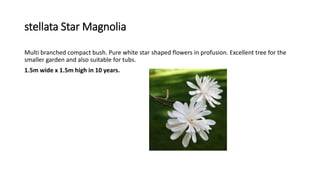 stellata Star Magnolia
Multi branched compact bush. Pure white star shaped flowers in profusion. Excellent tree for the
smaller garden and also suitable for tubs.
1.5m wide x 1.5m high in 10 years.
 