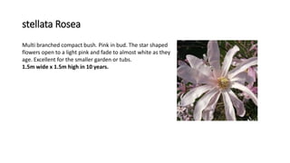 stellata Rosea
Multi branched compact bush. Pink in bud. The star shaped
flowers open to a light pink and fade to almost white as they
age. Excellent for the smaller garden or tubs.
1.5m wide x 1.5m high in 10 years.
 