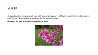 Vulcan
Compact upright growing small tree with stunning burgundy red flowers up to 25cm in diameter in
early Spring. Show-stopping specimen for the smaller garden.
Grows to 3m high x 2m wide in the first 10 years
 