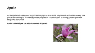 Apollo
An exceptionally heavy and large flowering hybrid from Mark Jury in New Zealand with deep rose
pink buds opening to an intense pinkish purple star shaped flower. Stunning garden specimen.
Fragrantly perfumed.
Grows to 4m high x 3m wide in the first 10 years.
 