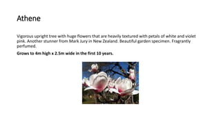 Athene
Vigorous upright tree with huge flowers that are heavily textured with petals of white and violet
pink. Another stunner from Mark Jury in New Zealand. Beautiful garden specimen. Fragrantly
perfumed.
Grows to 4m high x 2.5m wide in the first 10 years.
 