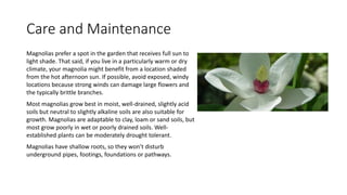 Care and Maintenance
Magnolias prefer a spot in the garden that receives full sun to
light shade. That said, if you live in a particularly warm or dry
climate, your magnolia might benefit from a location shaded
from the hot afternoon sun. If possible, avoid exposed, windy
locations because strong winds can damage large flowers and
the typically brittle branches.
Most magnolias grow best in moist, well-drained, slightly acid
soils but neutral to slightly alkaline soils are also suitable for
growth. Magnolias are adaptable to clay, loam or sand soils, but
most grow poorly in wet or poorly drained soils. Well-
established plants can be moderately drought tolerant.
Magnolias have shallow roots, so they won’t disturb
underground pipes, footings, foundations or pathways.
 
