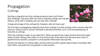 Propagation
Cuttings
Starting a magnolia tree from cuttings produces trees much faster
than seedlings. Two years after you root a magnolia cutting, you may get
flowers, while with a seedling, you can wait over a decade.
A large percentage of the cuttings fail. However, why not have a go!
The first step in propagating magnolia trees from cuttings is to take cuttings in the summer after the
buds set. Using a knife or pruner sterilized in denatured alcohol, cut 6- to 8-inch growing tips of
branches as cuttings.
Place the cuttings in water as you take them. When you get all you need, remove all but the upper
leaves of each cutting, then make a 2-inch vertical slice in the stem end. Dip each stem end in a
good hormone solution, and plant in small planters filled with moist perlite.
Position the planters in indirect light, and tent each one with a plastic bag to keep in humidity. Mist
them often, and watch for root growth in a few months.
 
