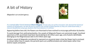 A bit of History
Magnolia is an ancient genus.
It is named after French botanist Pierre Magnol. He was also one of the innovators who devised the botanical
scheme of classification. He was the first to publish the concept of plant families as they are understood today, a
natural classification of groups of plants that have features in common.
Appearing before bees did, the flowers are theorized to have evolved to encourage pollination by beetles.
To avoid damage from pollinating beetles, the carpels of Magnolia flowers are extremely tough. Fossilised
specimens of M. acuminata have been found dating to 20 million years ago, and of plants identifiably
belonging to the Magnoliaceae date to 95 million years ago.
Another aspect of Magnolia considered to represent an ancestral state is that the flower bud is enclosed
in a bract rather than in sepals; the perianth parts are undifferentiated and called tepals rather than
distinct sepals and petals.
 