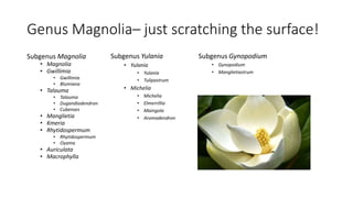 Genus Magnolia– just scratching the surface!
Subgenus Magnolia
• Magnolia
• Gwillimia
• Gwillimia
• Blumiana
• Talauma
• Talauma
• Dugandiodendron
• Cubenses
• Manglietia
• Kmeria
• Rhytidospermum
• Rhytidospermum
• Oyama
• Auriculata
• Macrophylla
Subgenus Gynopodium
• Gynopodium
• Manglietiastrum
Subgenus Yulania
• Yulania
• Yulania
• Tulipastrum
• Michelia
• Michelia
• Elmerrillia
• Maingola
• Aromadendron
 