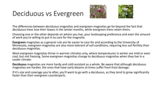 Deciduous vs Evergreen
The differences between deciduous magnolias and evergreen magnolias go far beyond the fact that
deciduous trees lose their leaves in the winter months, while evergreen trees retain theirs.
Choosing one or the other depends on where you live, your landscaping preference and even the amount
of work you're willing to put in to care for the magnolia.
Evergreen magnolias as a general rule are far easier to care for and according to the University of
Minnesota, evergreen magnolias are also more tolerant of soil conditions, requiring less soil fertility than
deciduous magnolias.
Most evergreen magnolias thrive in warmer climates only, where temperatures in winter are mild or even
cool, but not freezing. Some evergreen magnolias change to deciduous magnolias when they live in a
cooler climate.
Deciduous magnolias are more hardy and cold resistant as a whole. Be aware that although deciduous
magnolias are hardier, the ones that have early blooms at times suffer from frost damage.
If it's size and coverage you're after, you'll want to go with a deciduous, as they tend to grow significantly
faster than their evergreen counterparts.
 
