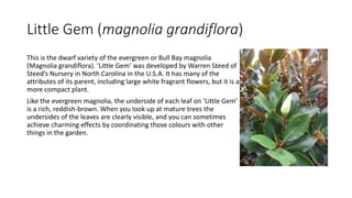 Little Gem (magnolia grandiflora)
This is the dwarf variety of the evergreen or Bull Bay magnolia
(Magnolia grandiflora). ‘Little Gem’ was developed by Warren Steed of
Steed’s Nursery in North Carolina in the U.S.A. It has many of the
attributes of its parent, including large white fragrant flowers, but it is a smaller,
more compact plant.
Like the evergreen magnolia, the underside of each leaf on ‘Little Gem’
is a rich, reddish-brown. When you look up at mature trees the
undersides of the leaves are clearly visible, and you can sometimes
achieve charming effects by coordinating those colours with other
things in the garden.
 