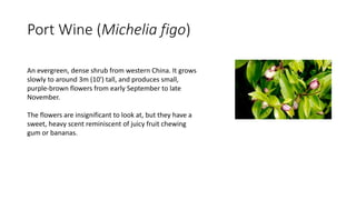 Port Wine (Michelia figo)
An evergreen, dense shrub from western China. It grows
slowly to around 3m (10′) tall, and produces small,
purple-brown flowers from early September to late
November.
The flowers are insignificant to look at, but they have a
sweet, heavy scent reminiscent of juicy fruit chewing
gum or bananas.
 