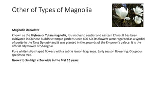 Other of Types of Magnolia
Magnolia denudata
Known as the lilytree or Yulan magnolia, it is native to central and eastern China. It has been
cultivated in Chinese Buddhist temple gardens since 600 AD. Its flowers were regarded as a symbol
of purity in the Tang Dynasty and it was planted in the grounds of the Emperor's palace. It is the
official city flower of Shanghai.
Pure white tulip shaped flowers with a subtle lemon fragrance. Early season flowering. Gorgeous
specimen tree.
Grows to 3m high x 2m wide in the first 10 years.
 