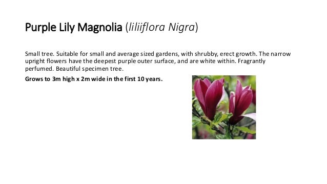 magnolia 10 638 jpg cb 1468195477 average erect flower size