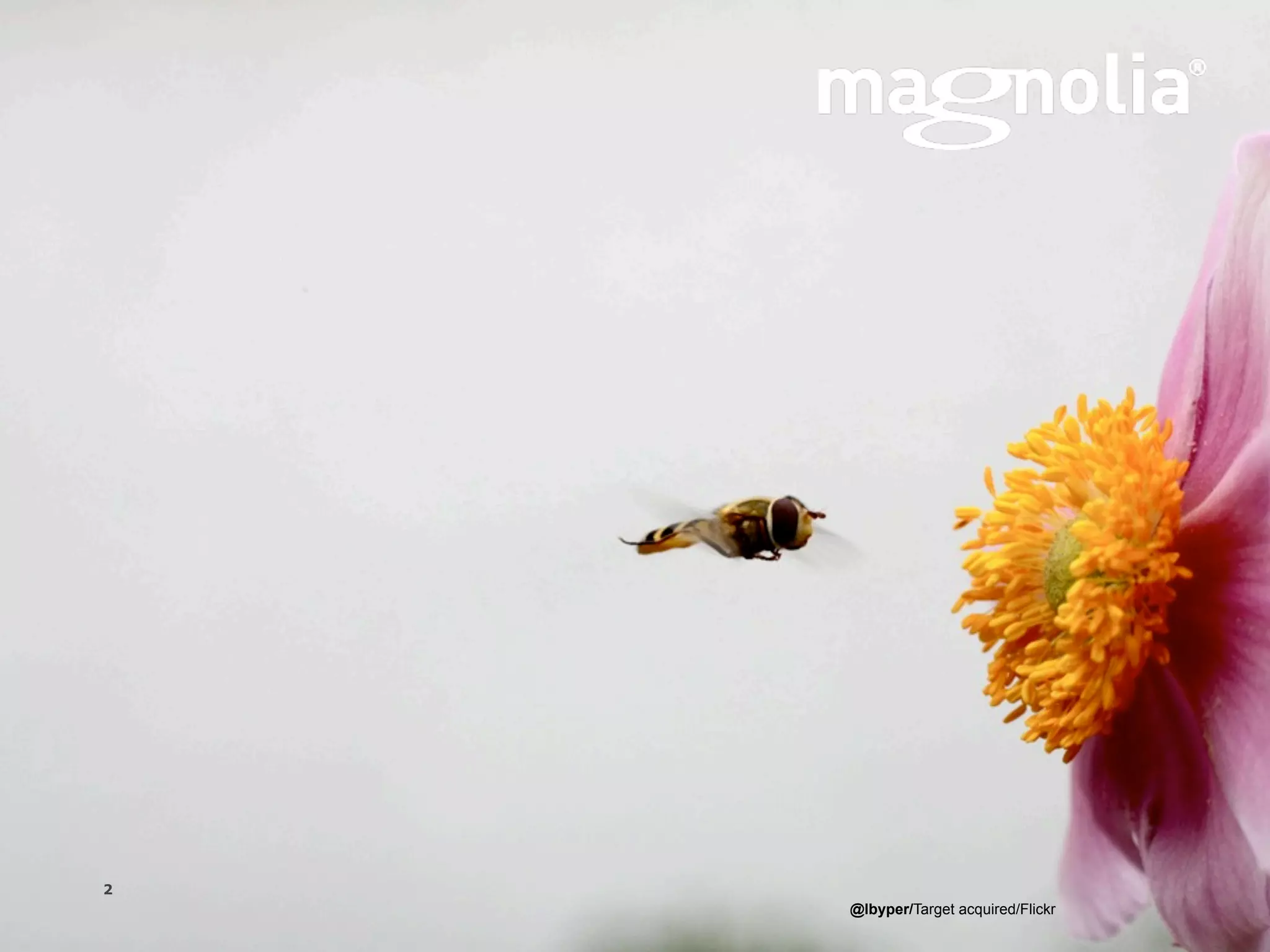 2
              Magnolia is a registered trademark used by permission   @lbyper/Target acquired/Flickr
Version 1.0
 