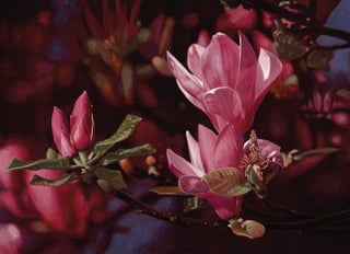 Magnolia 6