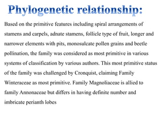 Based on the primitive features including spiral arrangements of
stamens and carpels, adnate stamens, follicle type of fruit, longer and
narrower elements with pits, monosulcate pollen grains and beetle
pollination, the family was considered as most primitive in various
systems of classification by various authors. This most primitive status
of the family was challenged by Cronquist, claiming Family
Winteraceae as most primitive. Family Magnoliaceae is allied to
family Annonaceae but differs in having definite number and
imbricate perianth lobes
 