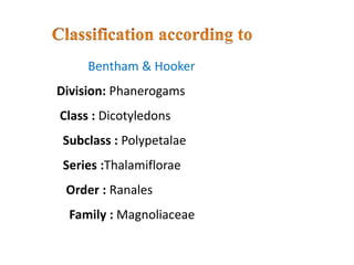 Bentham & Hooker
Division: Phanerogams
Class : Dicotyledons
Subclass : Polypetalae
Series :Thalamiflorae
Order : Ranales
Family : Magnoliaceae
 
