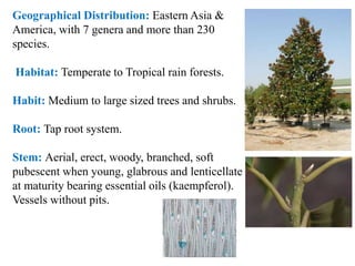 Geographical Distribution: Eastern Asia &
America, with 7 genera and more than 230
species.
Habitat: Temperate to Tropical rain forests.
Habit: Medium to large sized trees and shrubs.
Root: Tap root system.
Stem: Aerial, erect, woody, branched, soft
pubescent when young, glabrous and lenticellate
at maturity bearing essential oils (kaempferol).
Vessels without pits.
 