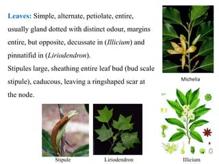 Leaves: Simple, alternate, petiolate, entire,
usually gland dotted with distinct odour, margins
entire, but opposite, decussate in (Illicium) and
pinnatifid in (Liriodendron).
Stipules large, sheathing entire leaf bud (bud scale
stipule), caducous, leaving a ringshaped scar at
the node.
Illicium
Michelia
LiriodendronStipule
 