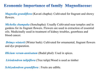 Magnolia grandiflora (Kavati chapha): Cultivated for fragrant and showy
flowers.
Michelia champaka (Sonchapha): Usually Cultivated near temples and in
gardens for its fragrant flowers. Flowers are used in extraction of essential
oils. Medicinally used in treatment of kidney troubles, goorrhoea and
blood cancer.
Drimys winterii (Winter bark): Cultivated for ornamental, fragrant flowers
and dye preparation.
Illicium verum-annisatum (Badal phul): Used in spices.
Liriodendron tulipiflora (Tree tulip):Wood is used as timber
Schizodendron grandiflora : Fruits are edible.
 