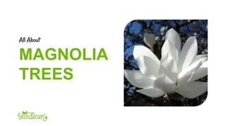 All About
MAGNOLIA
TREES
 