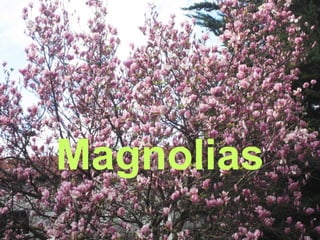 Magnolias
 