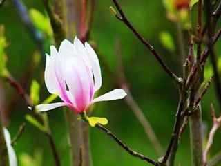 Magnolia (v.m.)