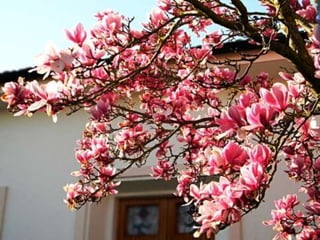Magnolia (v.m.)