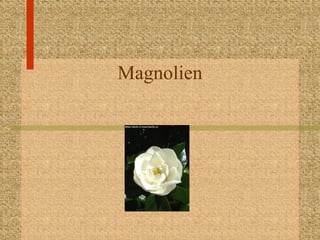 Magnolien
 