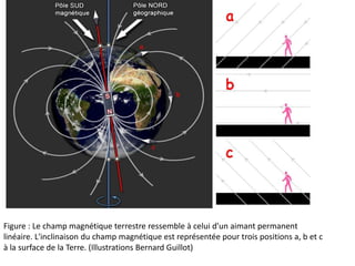 Figure : Le champ magnétique terrestre ressemble à celui d'un aimant permanent
linéaire. L'inclinaison du champ magnétique est représentée pour trois positions a, b et c
à la surface de la Terre. (Illustrations Bernard Guillot)
 