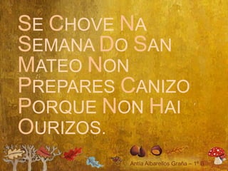SE CHOVE NA
SEMANA DO SAN
MATEO NON
PREPARES CANIZO
PORQUE NON HAI
OURIZOS.
 