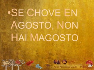 •SE CHOVE EN
 AGOSTO, NON
 HAI MAGOSTO
 
