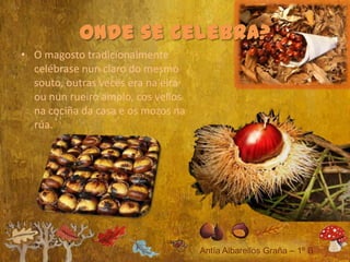 • O magosto tradicionalmente
  celébrase nun claro do mesmo
  souto, outras veces era na eira
  ou nun rueiro amplo, cos vellos
  na cociña da casa e os mozos na
  rúa.
 