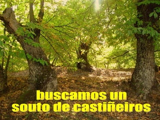buscamos un souto de castiñeiros 