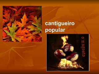 cantigueiro popular   