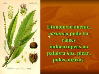 Etimoloxicamente,  castanea  pode ter raíces indoeuropeas na palabra  kas , picar, polos ourizos   