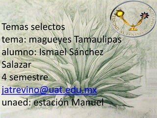 Temas selectostema: magueyes Tamaulipasalumno: Ismael Sánchez Salazar4 semestrejatrevino@uat.edu.mxunaed: estación Manuel 