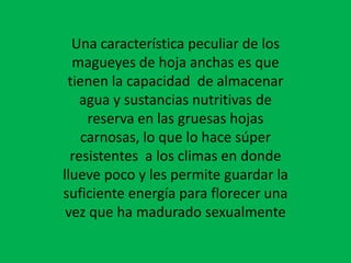 Una característica peculiar de los magueyes de hoja anchas es que tienen la capacidad de almacenar agua y sustancias nutritivas de reserva en las gruesas hojas carnosas, lo que lo hace súper resistentes a los climas en donde llueve poco y les permite guardar la suficiente energía para florecer una vez que ha madurado sexualmente