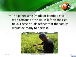 Baldeng Rice Maguindanaon Rice Farming | PPTX