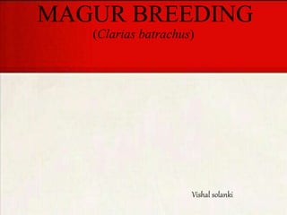 MAGUR BREEDING
(Clarias batrachus)
Vishal solanki
 