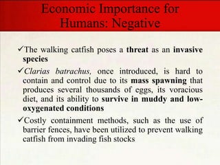 Economic Importance for
Humans: Negative
The walking catfish poses a threat as an invasive
species
Clarias batrachus, once introduced, is hard to
contain and control due to its mass spawning that
produces several thousands of eggs, its voracious
diet, and its ability to survive in muddy and low-
oxygenated conditions
Costly containment methods, such as the use of
barrier fences, have been utilized to prevent walking
catfish from invading fish stocks
 