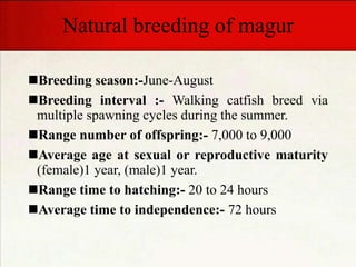 Natural breeding of magur
Breeding season:-June-August
Breeding interval :- Walking catfish breed via
multiple spawning cycles during the summer.
Range number of offspring:- 7,000 to 9,000
Average age at sexual or reproductive maturity
(female)1 year, (male)1 year.
Range time to hatching:- 20 to 24 hours
Average time to independence:- 72 hours
 