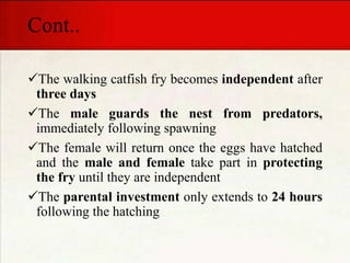 Cont..
The walking catfish fry becomes independent after
three days
The male guards the nest from predators,
immediately following spawning
The female will return once the eggs have hatched
and the male and female take part in protecting
the fry until they are independent
The parental investment only extends to 24 hours
following the hatching
 