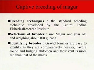 Captive breeding of magur
Breeding techniques : the standard breeding
technique developed by the Central Indian
FisheriesResearch Institute.
Selections of brooder : use Magur one year old
and weighing about 100 g. each.
Identifying brooder : Gravid females are easy to
identify as they are comparatively heavier, have a
round and bulging abdomen and their vent is more
red than that of the males.
 