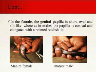 Cont..
In the female, the genital papilla is short, oval and
slit-like; where as in males, the papilla is conical and
elongated with a pointed reddish tip.
Mature female mature male
 